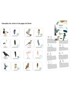 Mémo des oiseaux Nathan 2