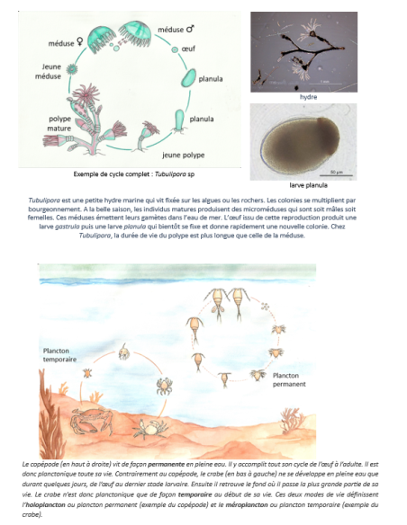 Plancton marin, La vie dans une goutte d'eau