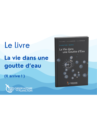 Plancton marin, La vie dans une goutte d'eau