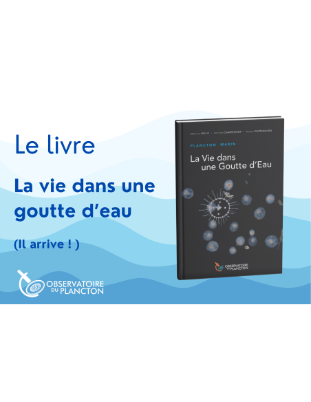 Plancton marin, La vie dans une goutte d'eau