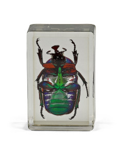 Préparation permanente Coccinelle verte