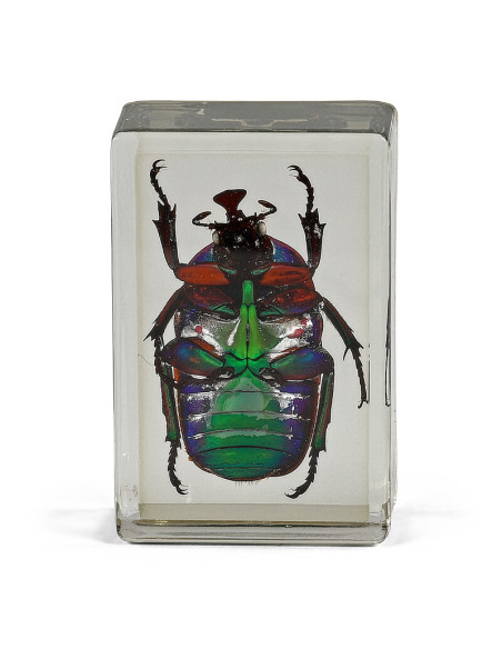 Préparation permanente Coccinelle verte