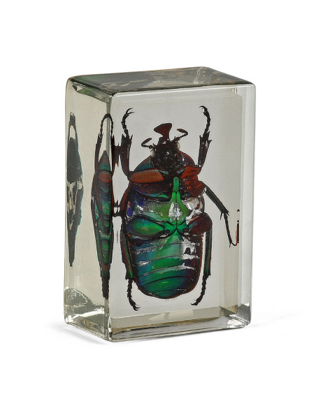 Préparation permanente Coccinelle verte