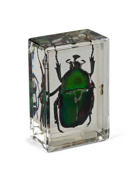Préparation permanente Coccinelle verte