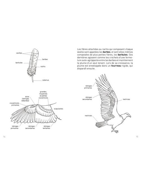 Petit guide des plumes