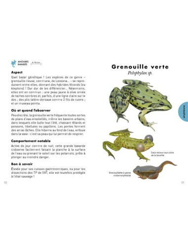 Petit guide de la mare