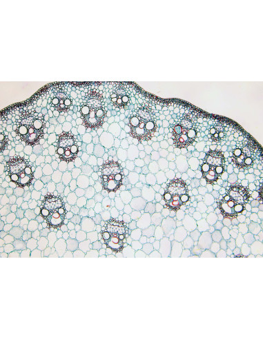 Coffret de lames préparées pour microscope