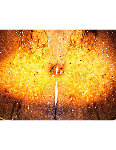 Coffret de lames préparées pour microscope