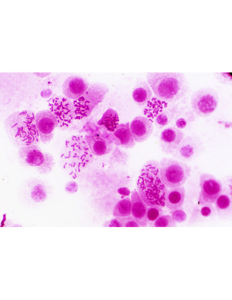 Coffret de lames préparées pour microscope