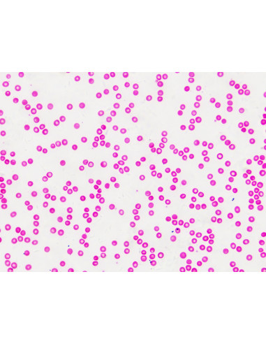 Coffret de lames préparées pour microscope