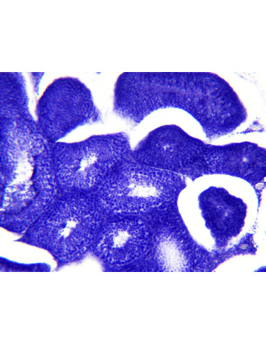 Coffret de lames préparées pour microscope
