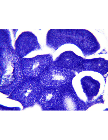Coffret de lames préparées pour microscope