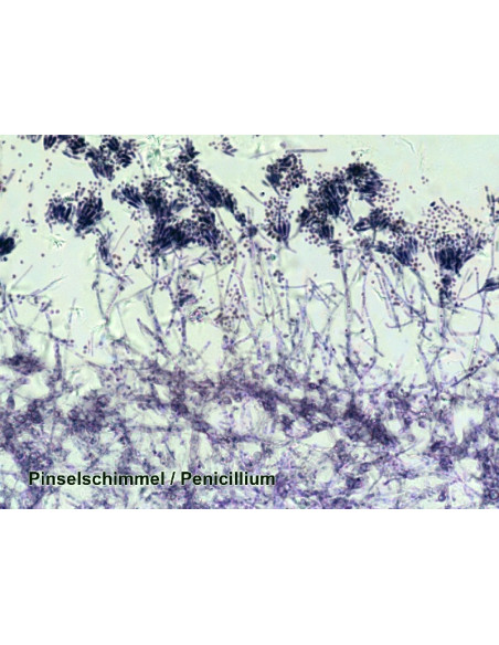 Coffret de lames préparées pour microscope