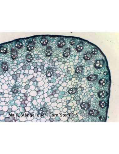 Coffret de lames préparées pour microscope