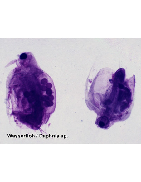 Coffret de lames préparées pour microscope