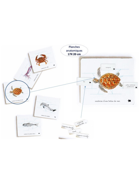 Mon coffret Montessori des océans
